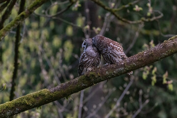 Barred Owl Bird