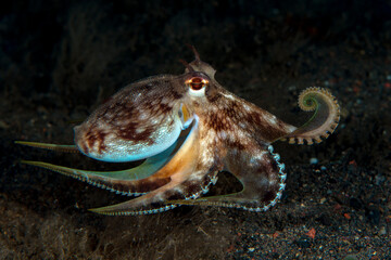 Coconut Octopus hunting in the night. Underwater world of Tulamben, Bali, Indonesia.