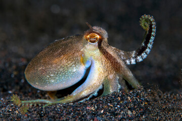 Coconut Octopus hunting in the night. Underwater world of Tulamben, Bali, Indonesia.