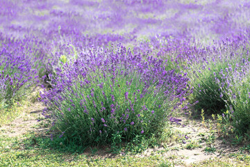 Obraz premium selective focus. Lavender bushes grow in a lavender field. Delicate fragrant lilac flowers in Provence style. High quality photo