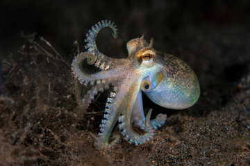 Coconut Octopus hunting in the night. Underwater world of Tulamben, Bali, Indonesia.