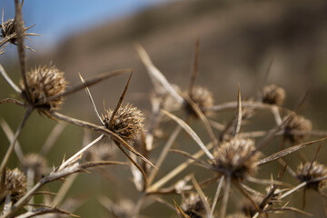 thistle in the grass