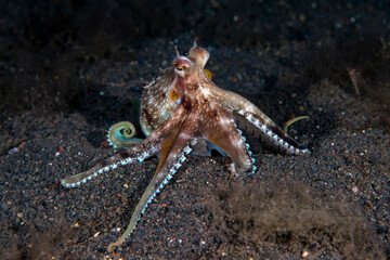 Coconut Octopus hunting in the night. Underwater world of Tulamben, Bali, Indonesia.