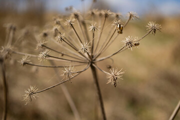 
autumn flowers