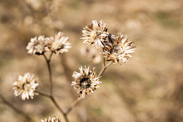 
autumn flowers

