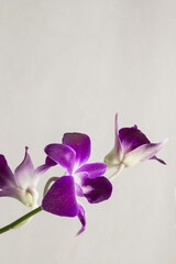 紫の花デンファレのアップ