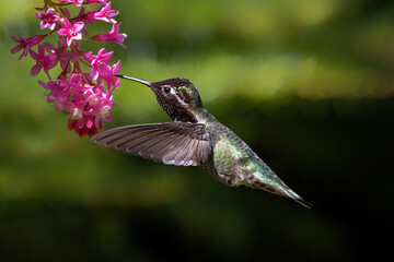Fototapeta na wymiar annas hummingbird and flower