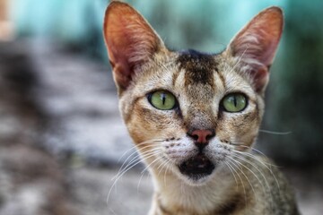 Naklejka na ściany i meble beautiful wild cat portrait in nice blur background