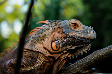 Close up-macro orange iguana reptile animal