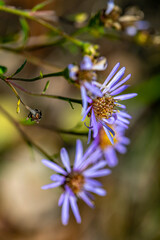 Aster amellus flower in mountains, close up 