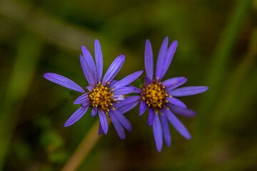 Aster amellus flower growing in mountains, close up 