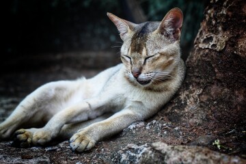wild grey killer cat resting after hunting the prey animal wallpaper background