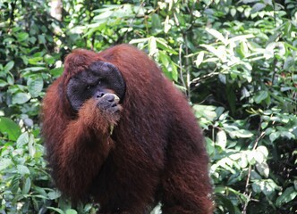 Orangutan (orang-utan) in his natural environment in the rainforest on Borneo (Kalimantan) island...