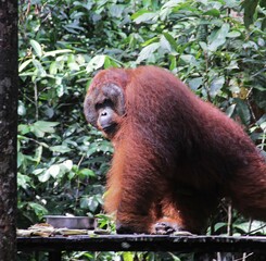 Orangutan (orang-utan) in his natural environment in the rainforest on Borneo (Kalimantan) island with trees and palms behind