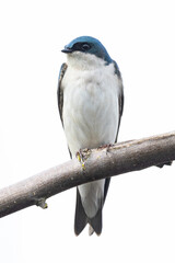 Tree swallow bird