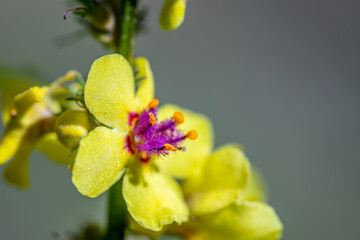 Verbascum nigrum flower in meadow, close up shoot	
