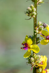 Obraz na płótnie Canvas Verbascum nigrum flower growing in meadow, close up shoot 