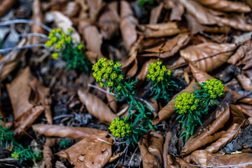 Euphorbia cyparissias flower in meadow, close up 