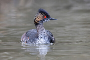 Eared Grebe bird