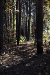 Fototapeta premium autumn forest in sunny day