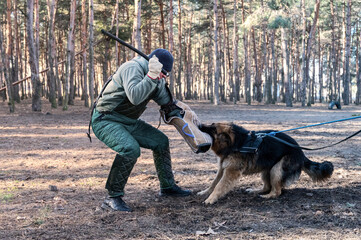 German Shepherd holds bite sleeve in its mouth. An adult male swings to strike the dog with a stick. Dogs training for guard and guard duty. Selective Focus. Noise, grain effect.