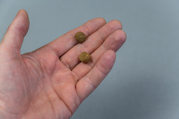 Two pellets of dry dog food lie in a man's palm. A mature man holds brown pellets in an open palm against a gray background. Pet supplies.