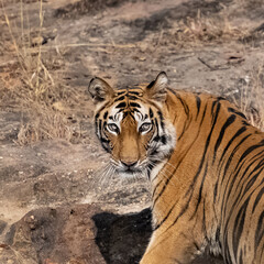 A wild tiger standing in the forest in India, Madhya Pradesh, head, close portrait 

