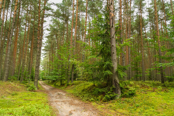 Obraz premium Small road through a pine forest, rural Czech Republic
