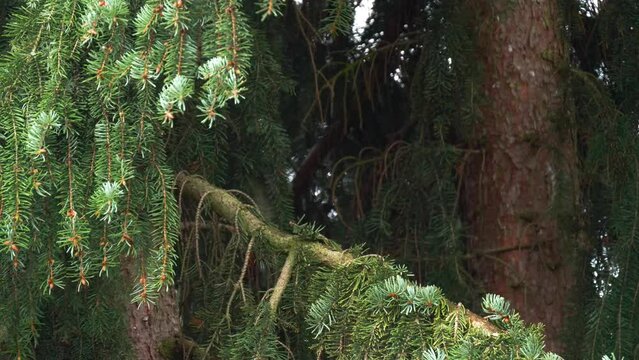Red squirrel disapears as it runs back into a large spruce tree