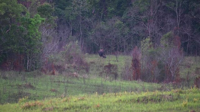 An individual in the middle busy eating grass before darkness falls, Gaur Bos Gaurus, Kaeng Krachan National Park, Thailand.