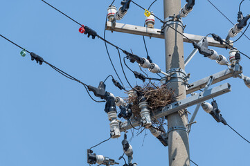 電信柱の上のカラスの巣