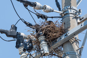 電信柱の上のカラスの巣