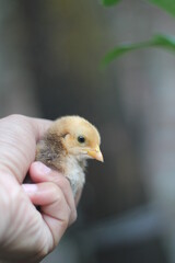 Adorable small chicks on a child's hand