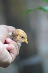Adorable small chicks on a child's hand