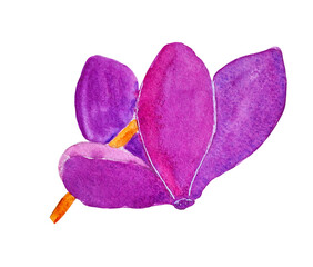 watercolor illustration of Cyclamen flower. Purple cyclamen flowers, botanical illustration. Home flowers. Watercolor flowers. Watercolor clipart cyclamen purple.