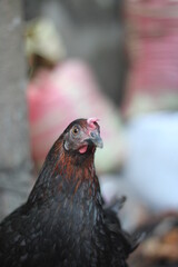 Closeup portrait of a black hen