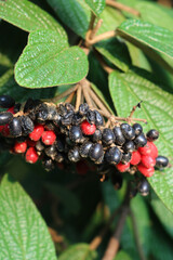 Close-up of Viburnum rhytidophyllum with red and black berries on branches. Viburnum bush on autumn