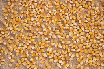Raw dry popcorn grains texture with hessian background
