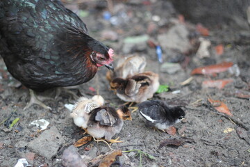Chicks and mother hen eating together