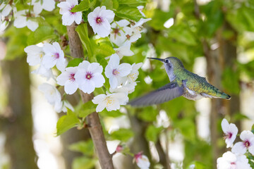 annas hummingbird and flower