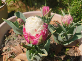 icecream tulip flower / チューリップ・アイスクリームの花
