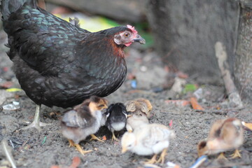 Chicks eating food with a mother chicken