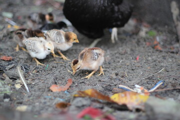 Newborn chicks eating with mother chicken