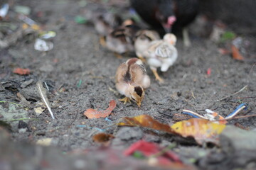 Newborn chicks eating with mother chicken