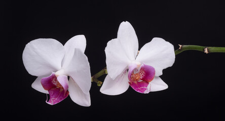 Naklejka na ściany i meble White orchid flowers with blossom at black isolated background. Banner.
