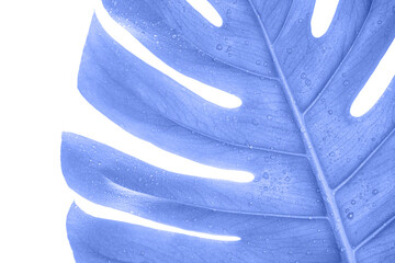 Purple Monstera summer leaf. Tropic palm flora. Jungle rainforest exotic shape. philadendron spring...