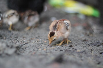 Newly born chicks searching for food in the ground