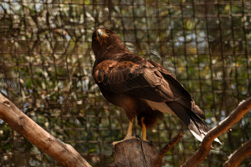 Águila real en cautiverio