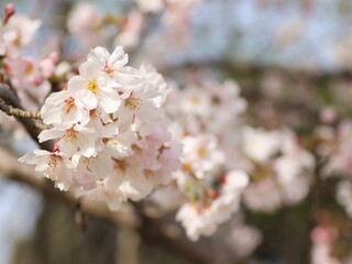 桜の花のクローズアップ