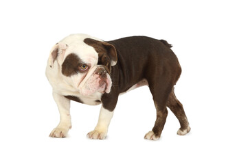 French bulldog dog isolated on a white background